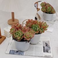 5'' Echeveria Silk Veil, Rare Live Succulent Plants
