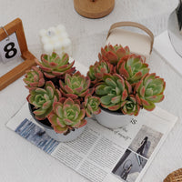 5'' Echeveria Silk Veil, Rare Live Succulent Plants
