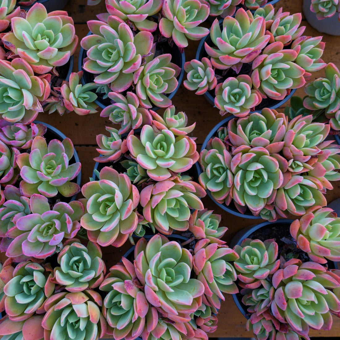 5'' Echeveria Silk Veil, Rare Live Succulent Plants