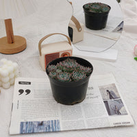 5'' Echeveria Halbingeri Walther, Rare Live Succulent Plants