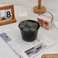 5'' Echeveria Halbingeri Walther, Rare Live Succulent Plants