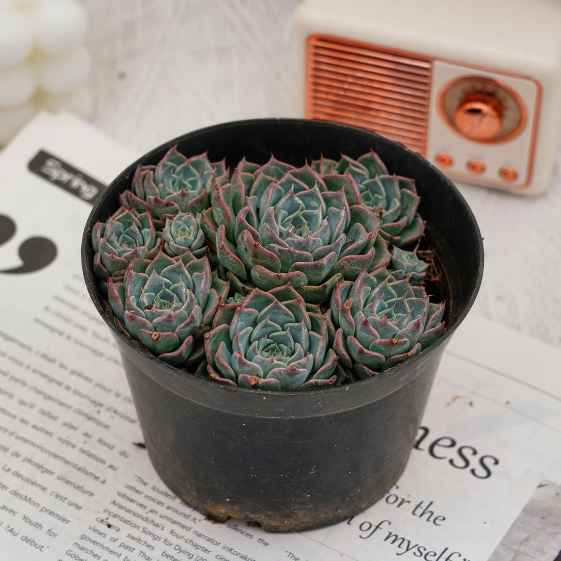 5'' Echeveria Halbingeri Walther, Rare Live Succulent Plants