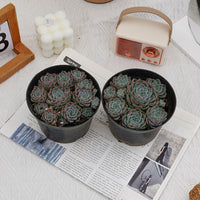 5'' Echeveria Halbingeri Walther, Rare Live Succulent Plants
