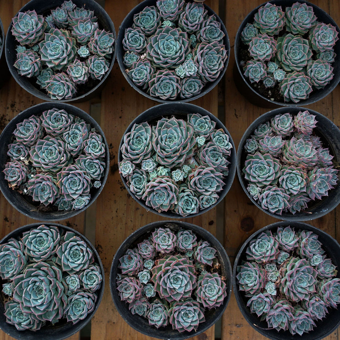 5'' Echeveria Halbingeri Walther, Rare Live Succulent Plants
