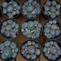 5'' Echeveria Halbingeri Walther, Rare Live Succulent Plants
