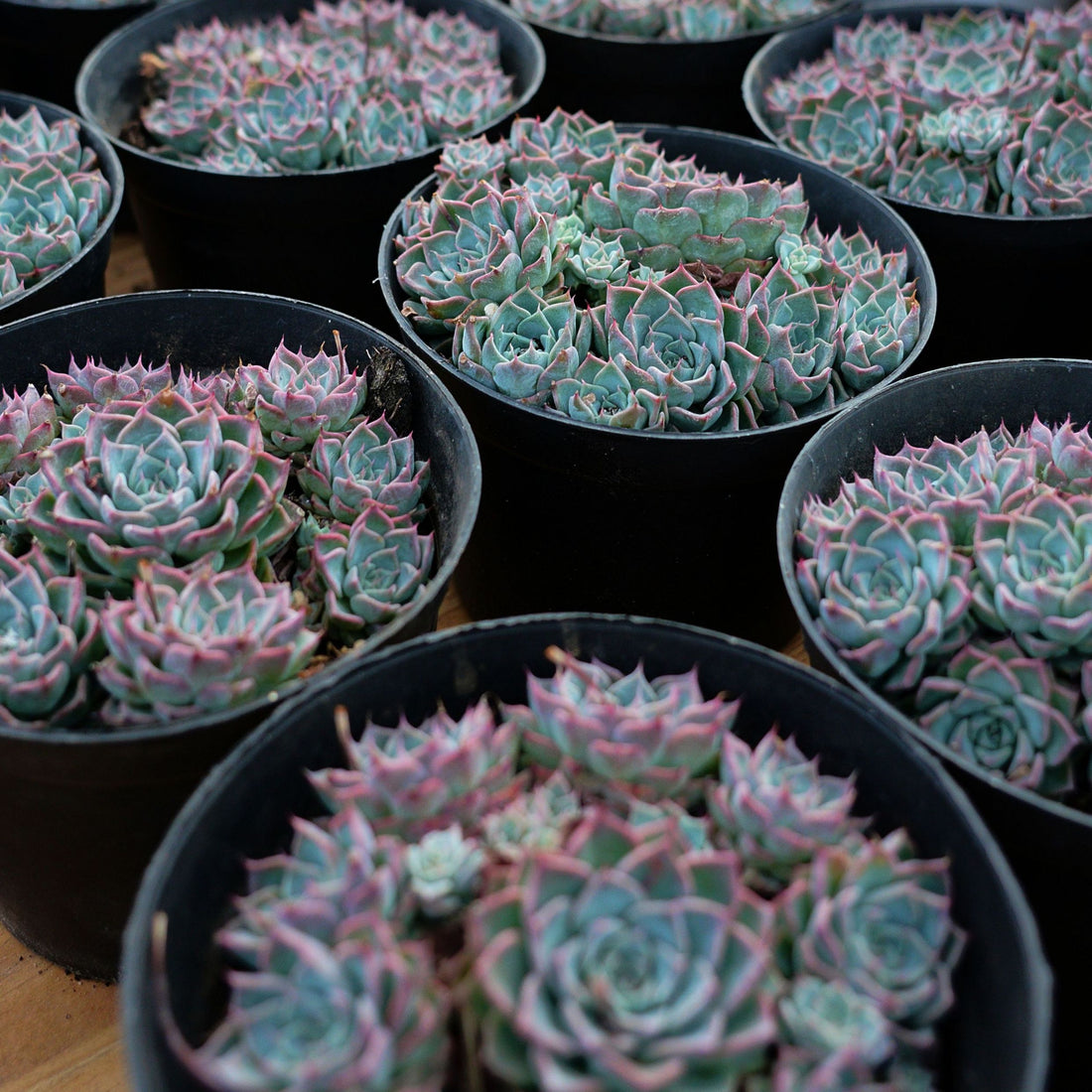 5'' Echeveria Halbingeri Walther, Rare Live Succulent Plants