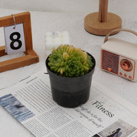4'' Echeveria Malgan, Rare Live Succulent Plants