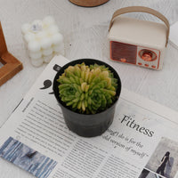 4'' Echeveria Malgan, Rare Live Succulent Plants