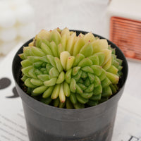 4'' Echeveria Malgan, Rare Live Succulent Plants