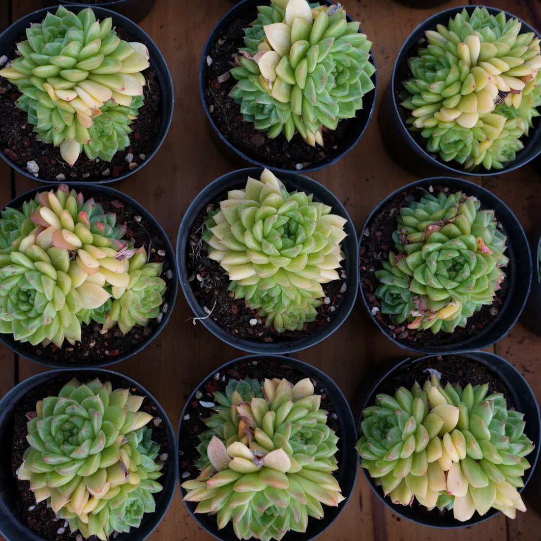 4'' Echeveria Malgan, Rare Live Succulent Plants