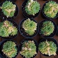 4'' Echeveria Malgan, Rare Live Succulent Plants