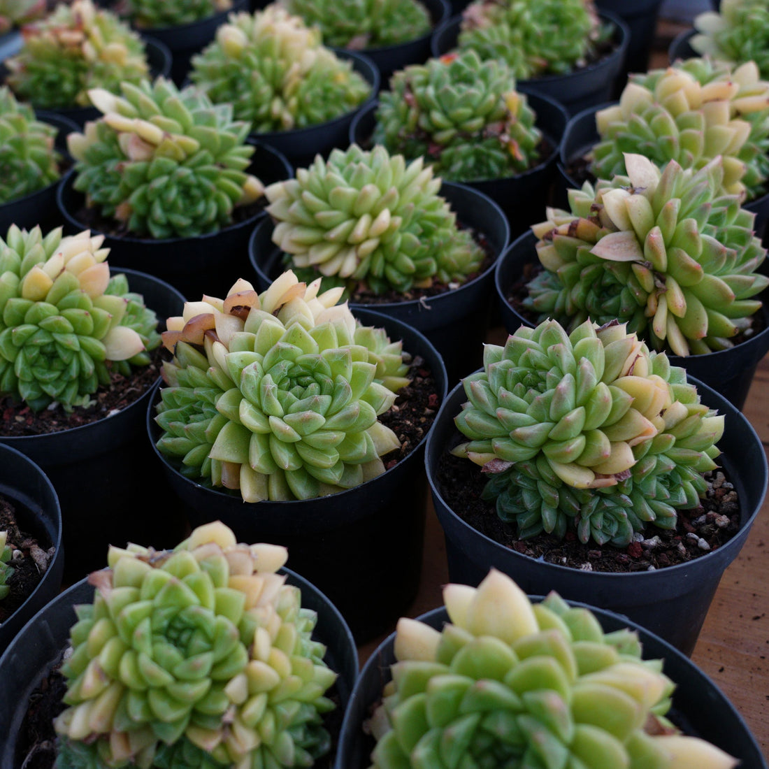 4'' Echeveria Malgan, Rare Live Succulent Plants