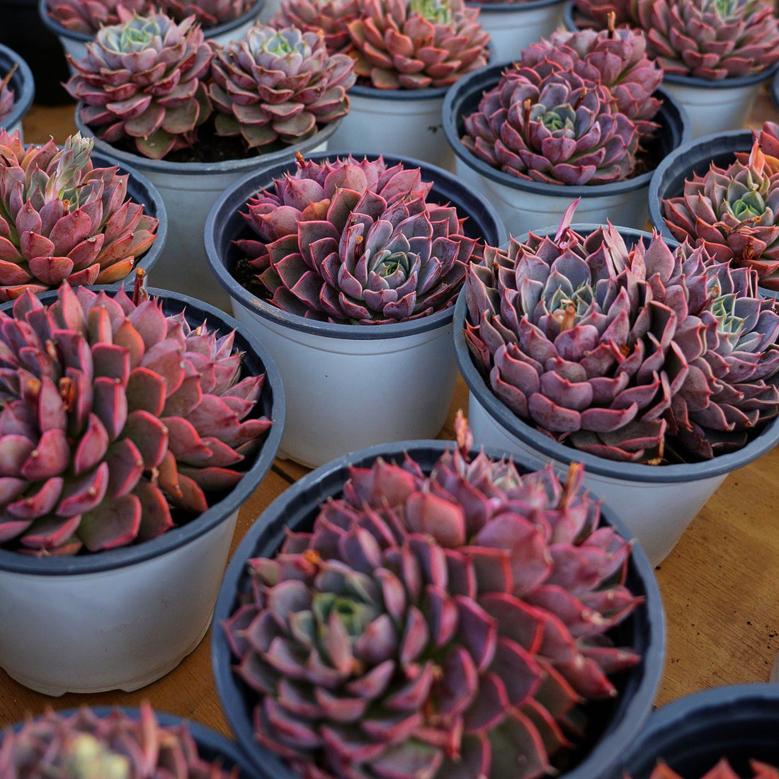 5'' Echeveria Summer Dream, Rare Live Succulent Plants
