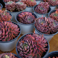 5'' Echeveria Summer Dream, Rare Live Succulent Plants