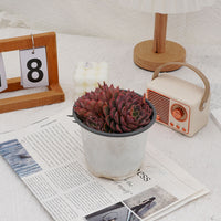 5'' Echeveria Summer Dream, Rare Live Succulent Plants