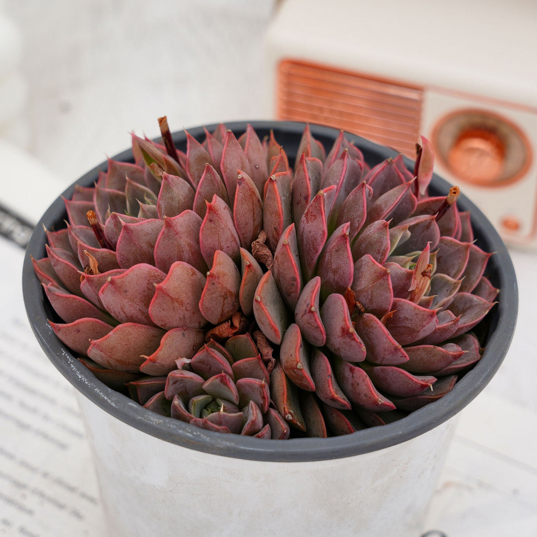 5'' Echeveria Summer Dream, Rare Live Succulent Plants