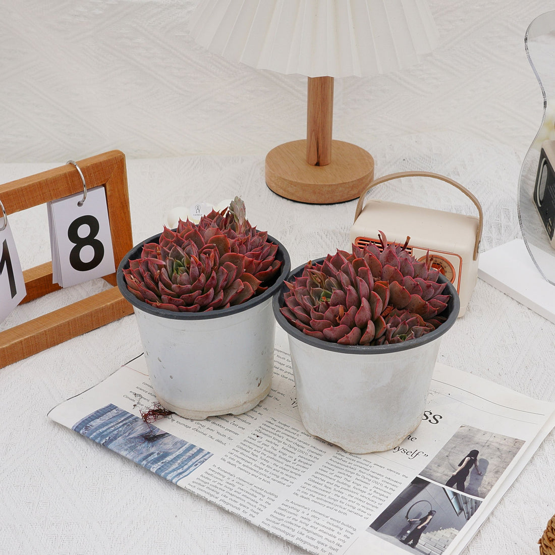 5'' Echeveria Summer Dream, Rare Live Succulent Plants
