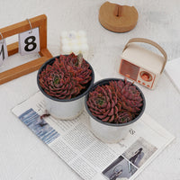 5'' Echeveria Summer Dream, Rare Live Succulent Plants