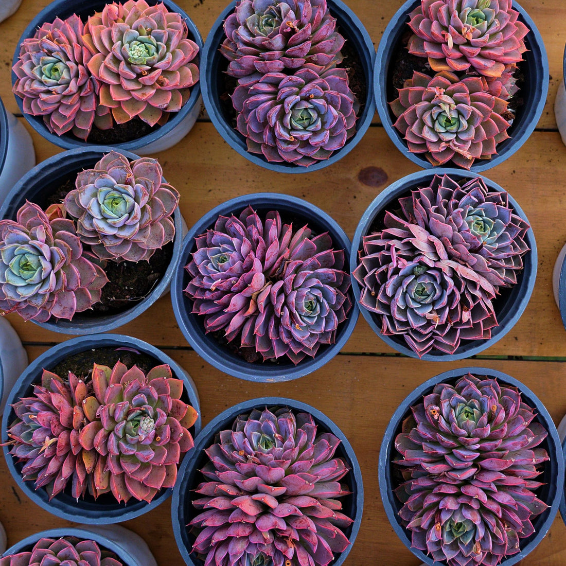 5'' Echeveria Summer Dream, Rare Live Succulent Plants