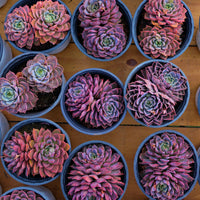 5'' Echeveria Summer Dream, Rare Live Succulent Plants