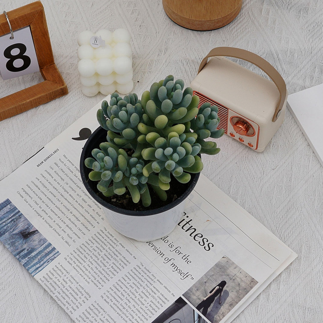 5'' Pachyphytum Werdermannii, Rare Live Succulent Plants