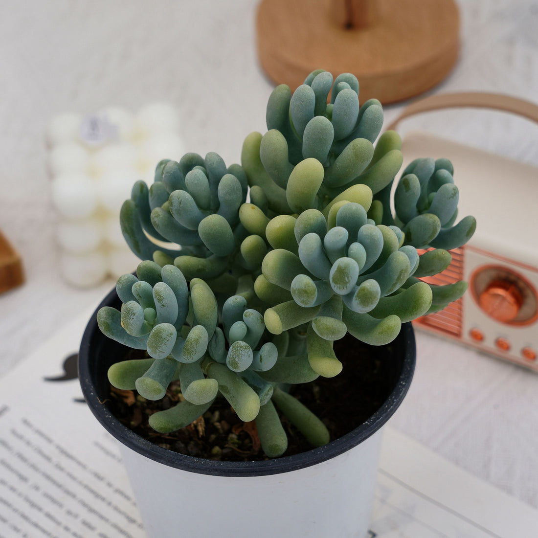 5'' Pachyphytum Werdermannii, Rare Live Succulent Plants