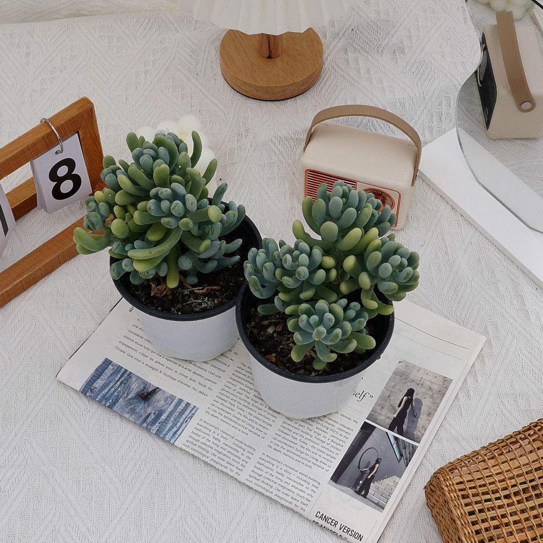 5'' Pachyphytum Werdermannii, Rare Live Succulent Plants