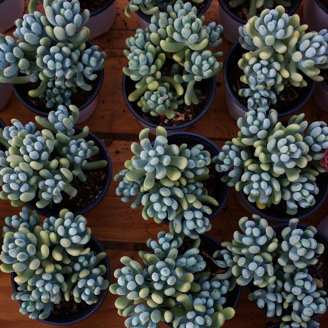 5'' Pachyphytum Werdermannii, Rare Live Succulent Plants