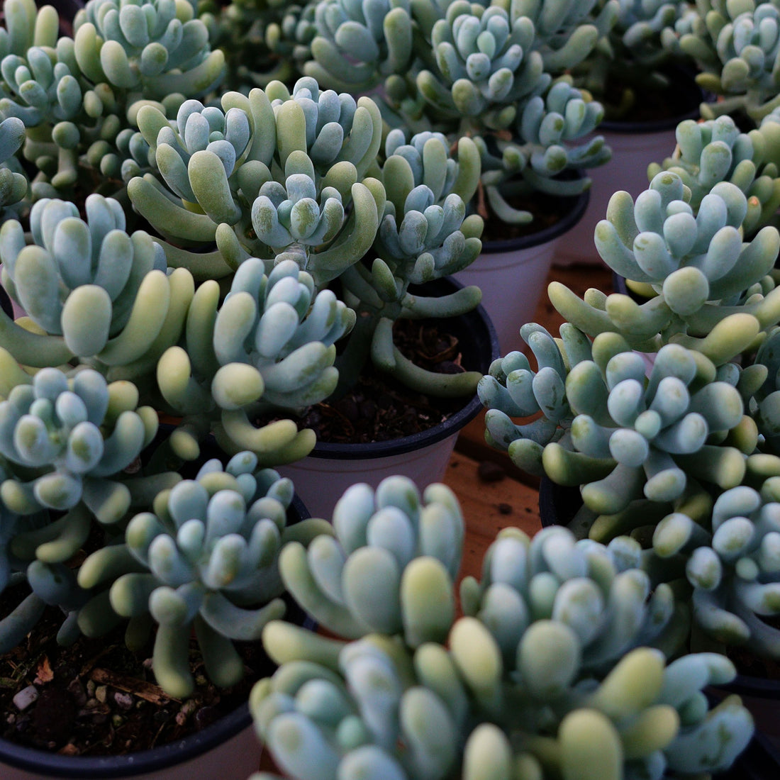 5'' Pachyphytum Werdermannii, Rare Live Succulent Plants