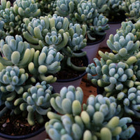 5'' Pachyphytum Werdermannii, Rare Live Succulent Plants