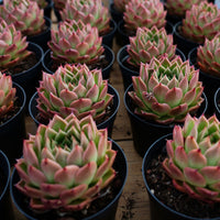 4'' Echeveria Spy, Rare Live Succulent Plants