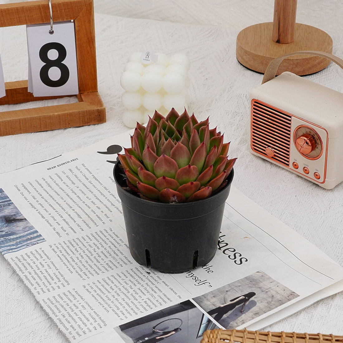4'' Echeveria Spy, Rare Live Succulent Plants