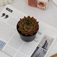 4'' Echeveria Spy, Rare Live Succulent Plants