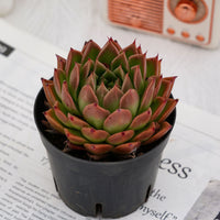 4'' Echeveria Spy, Rare Live Succulent Plants