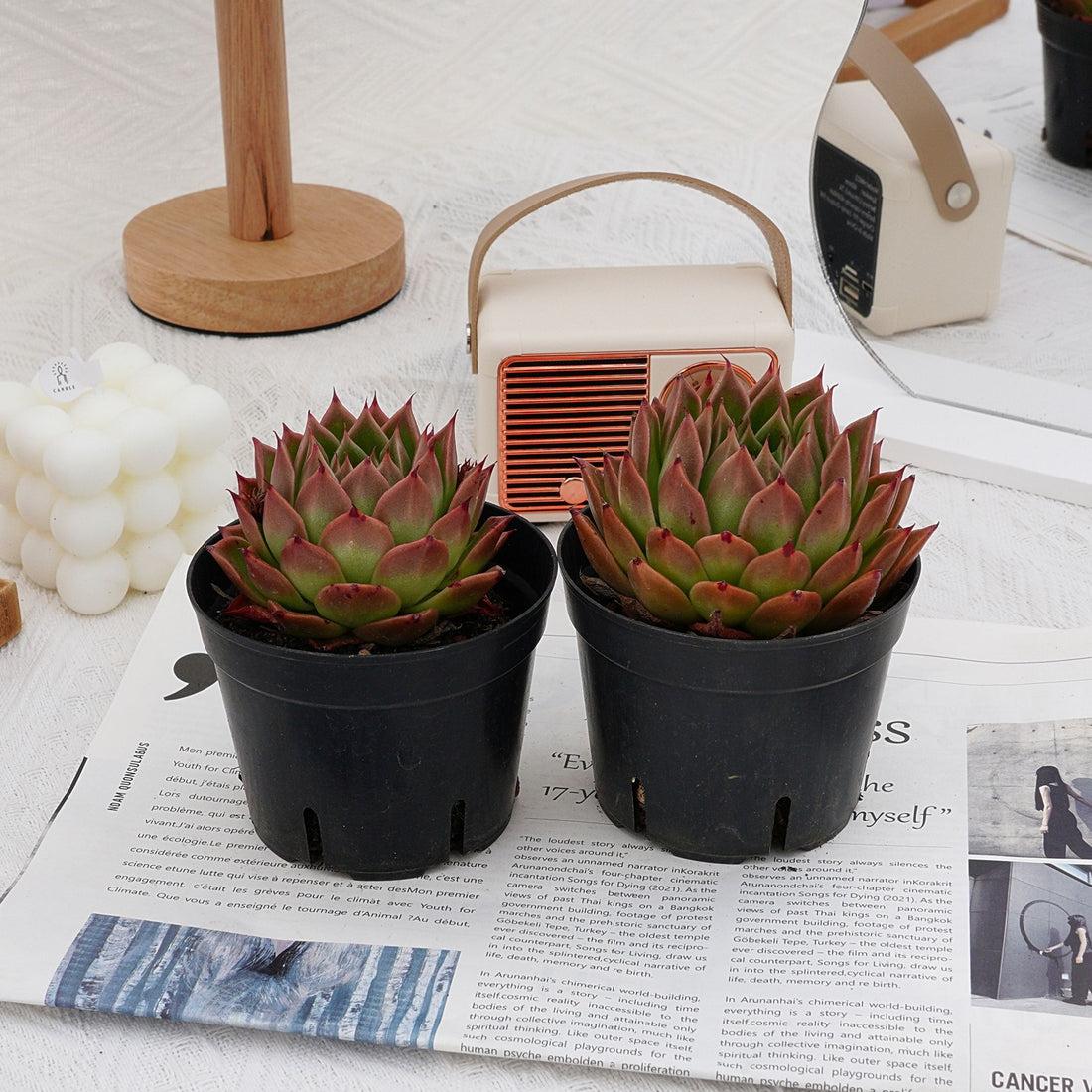 4'' Echeveria Spy, Rare Live Succulent Plants