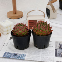 4'' Echeveria Spy, Rare Live Succulent Plants