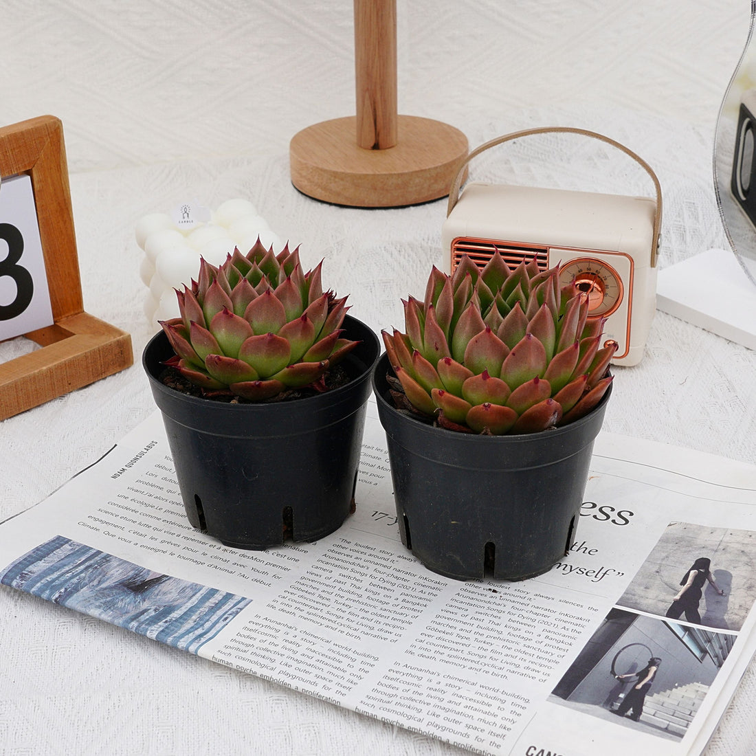 4'' Echeveria Spy, Rare Live Succulent Plants