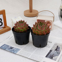 4'' Echeveria Spy, Rare Live Succulent Plants