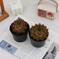 4'' Echeveria Spy, Rare Live Succulent Plants