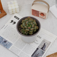 4'' Graptoveria Amethorum, Rare Live Succulent Plants