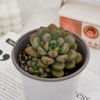 4'' Graptoveria Amethorum, Rare Live Succulent Plants