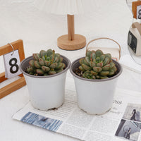 4'' Graptoveria Amethorum, Rare Live Succulent Plants