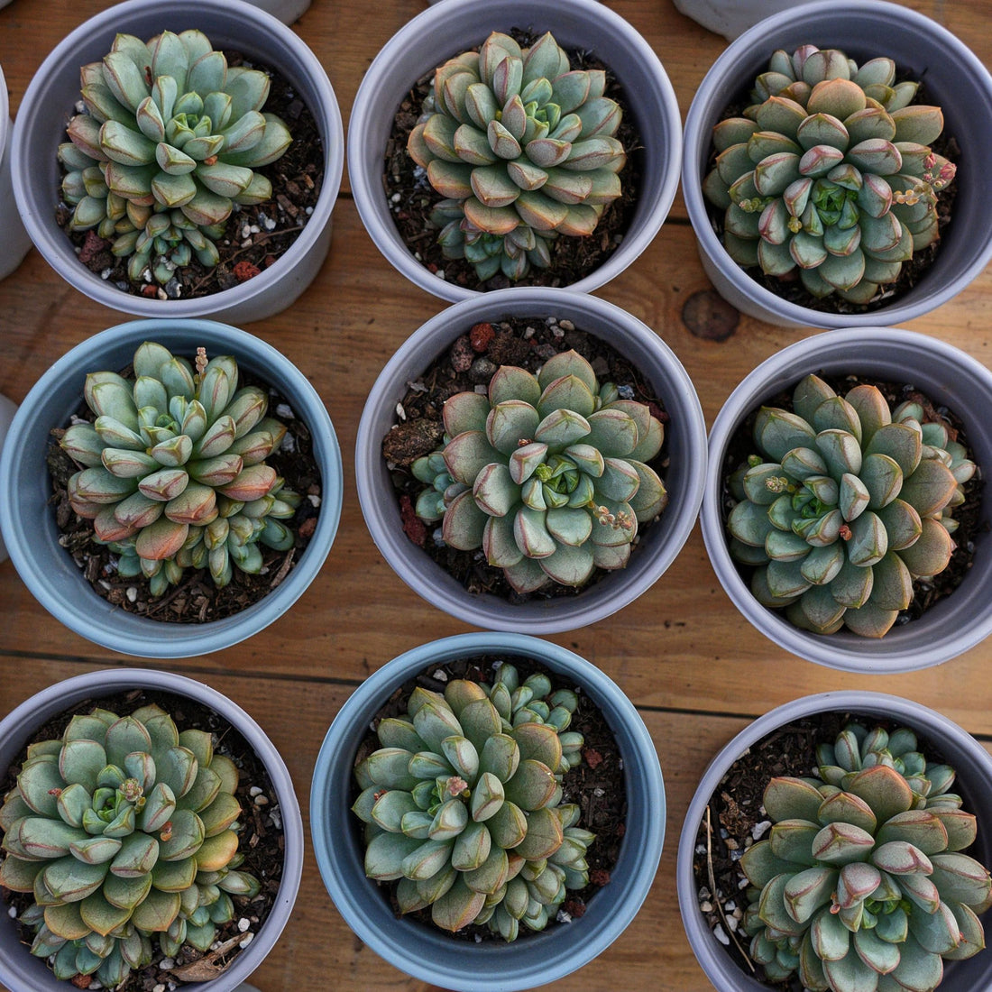 4'' Graptoveria Amethorum, Rare Live Succulent Plants