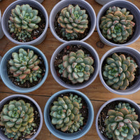 4'' Graptoveria Amethorum, Rare Live Succulent Plants