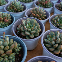 4'' Graptoveria Amethorum, Rare Live Succulent Plants