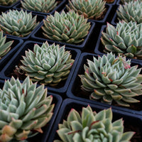 5'' Echeveria Butterfly Variegated, Rare Live Succulent Plants