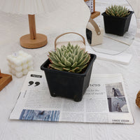 5'' Echeveria Butterfly Variegated, Rare Live Succulent Plants