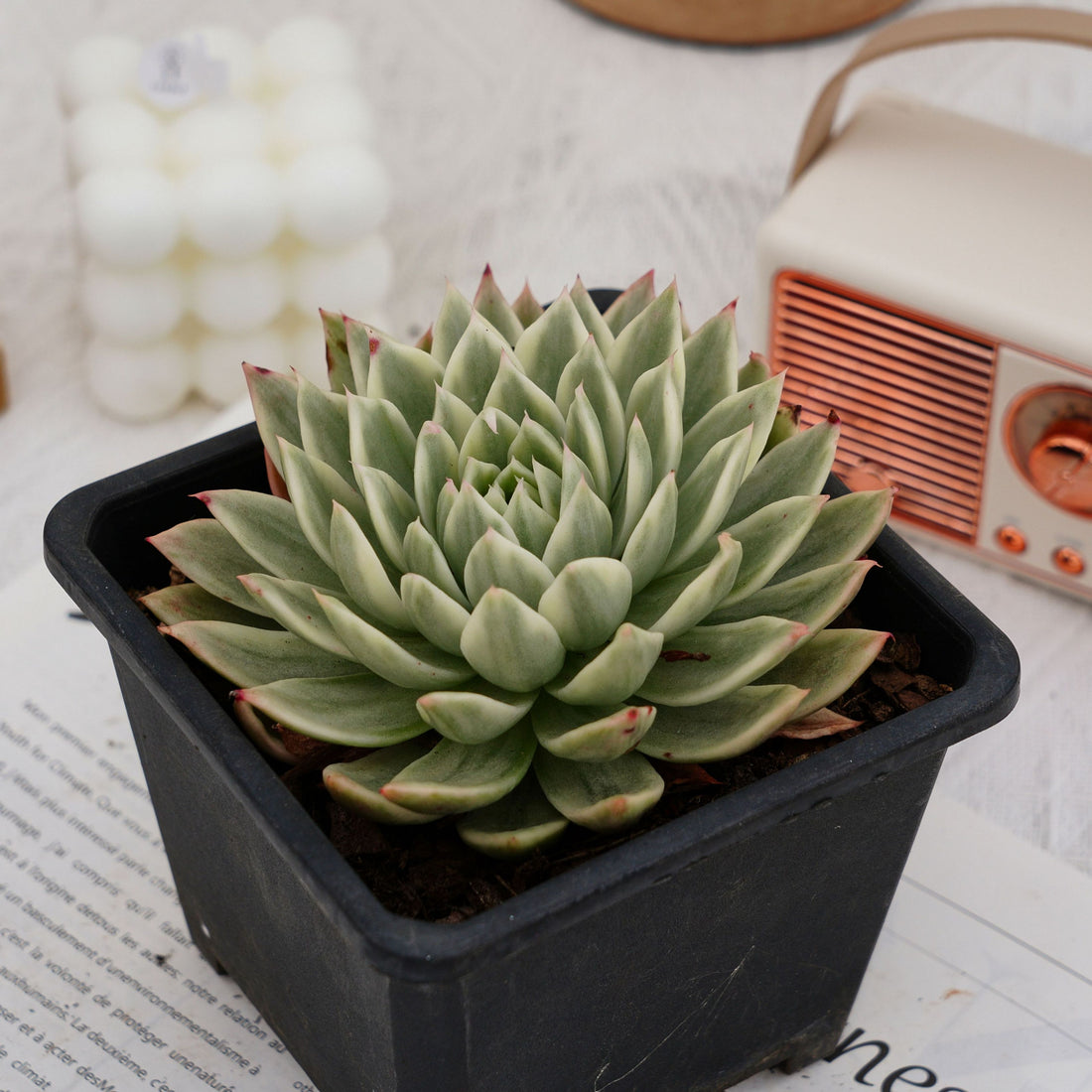 5'' Echeveria Butterfly Variegated, Rare Live Succulent Plants