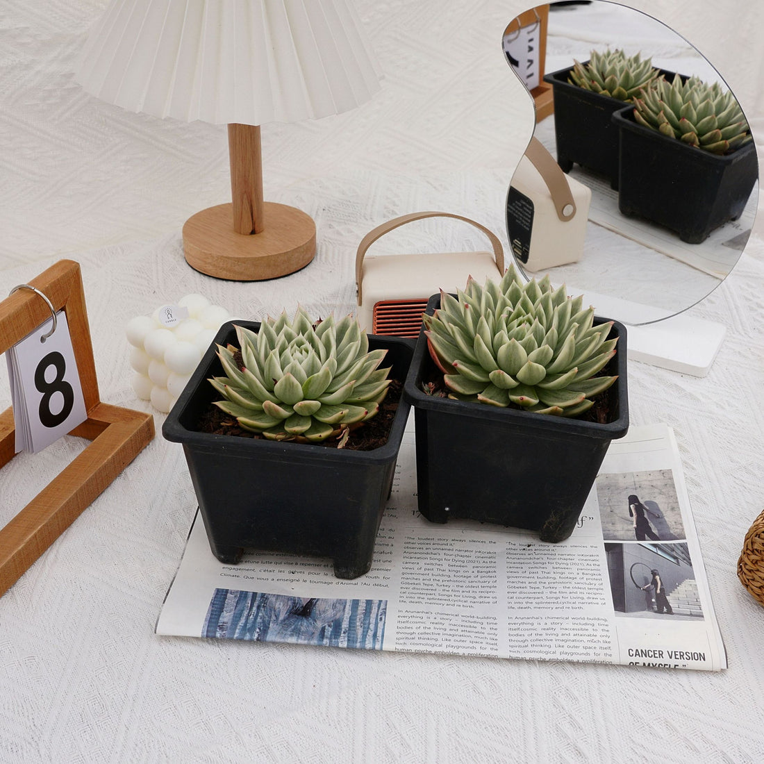 5'' Echeveria Butterfly Variegated, Rare Live Succulent Plants