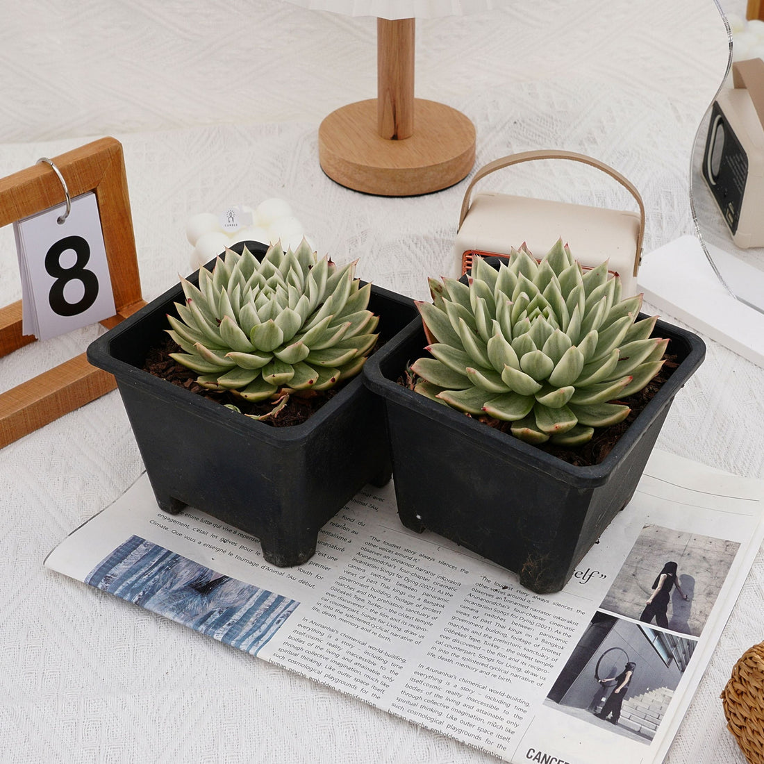 5'' Echeveria Butterfly Variegated, Rare Live Succulent Plants